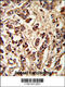 PCM1 antibody, 62-944, ProSci, Immunofluorescence image 