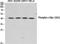 c-Myc antibody, STJ91021, St John