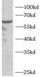 Pantetheinase antibody, FNab10796, FineTest, Western Blot image 