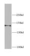 Centrosomal Protein 164 antibody, FNab01598, FineTest, Western Blot image 