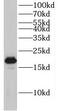 Heat shock protein beta-6 antibody, FNab04043, FineTest, Western Blot image 