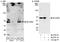 SNW domain-containing protein 1 antibody, A300-784A, Bethyl Labs, Western Blot image 