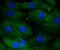 Dual Specificity Phosphatase 6 antibody, 13-833, ProSci, Immunofluorescence image 