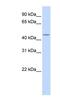 Heat Shock Transcription Factor Y-Linked 2 antibody, NBP1-80388, Novus Biologicals, Western Blot image 