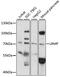 Lymphoid Restricted Membrane Protein antibody, 15-511, ProSci, Western Blot image 