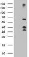 Dystrobrevin beta antibody, TA504378, Origene, Western Blot image 