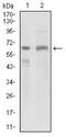 HGFIN antibody, NBP2-37351, Novus Biologicals, Western Blot image 