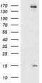 Coiled-Coil-Helix-Coiled-Coil-Helix Domain Containing 5 antibody, TA502422, Origene, Western Blot image 