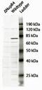 Nucleoporin 88 antibody, MBS422722, MyBioSource, Western Blot image 