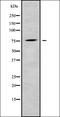 Low-density lipoprotein receptor-related protein 4 antibody, orb378322, Biorbyt, Western Blot image 
