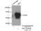 Enhancer Of MRNA Decapping 3 antibody, 16486-1-AP, Proteintech Group, Immunoprecipitation image 