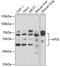 HPSE antibody, A5726, ABclonal Technology, Western Blot image 