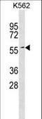 ETS2 Repressor Factor antibody, LS-C157724, Lifespan Biosciences, Western Blot image 