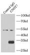 CCR4-NOT Transcription Complex Subunit 7 antibody, FNab01811, FineTest, Immunoprecipitation image 