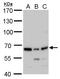 Paraspeckle Component 1 antibody, GTX119744, GeneTex, Western Blot image 