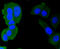 Calmodulin antibody, 13-792, ProSci, Immunofluorescence image 