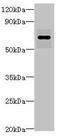 Leucine Rich Repeat Containing 40 antibody, orb238791, Biorbyt, Western Blot image 