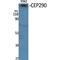 Centrosomal protein of 290 kDa antibody, LS-C382649, Lifespan Biosciences, Western Blot image 