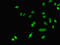 Dehydrogenase/Reductase 9 antibody, LS-B13804, Lifespan Biosciences, Immunofluorescence image 