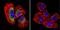 Calpain 1 antibody, NB120-3588, Novus Biologicals, Immunocytochemistry image 