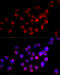25-hydroxyvitamin D(3) 1-alpha-hydroxylase antibody, 16-876, ProSci, Immunofluorescence image 