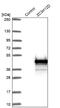 Zinc Finger CCCH-Type Containing 12D antibody, NBP1-91249, Novus Biologicals, Western Blot image 