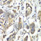 Cysteine desulfurase, mitochondrial antibody, A6668, ABclonal Technology, Immunohistochemistry paraffin image 