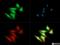 FER Tyrosine Kinase antibody, NBP1-20089, Novus Biologicals, Immunofluorescence image 