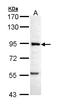 Pfk-m antibody, LS-B10796, Lifespan Biosciences, Western Blot image 
