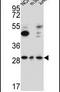 TATA-Box Binding Protein Associated Factor, RNA Polymerase I Subunit D antibody, PA5-25509, Invitrogen Antibodies, Western Blot image 