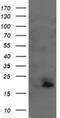 Ubiquitin Conjugating Enzyme E2 G2 antibody, NBP2-46278, Novus Biologicals, Western Blot image 