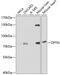 Optineurin antibody, GTX54617, GeneTex, Western Blot image 