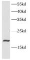 C-C Motif Chemokine Ligand 11 antibody, FNab02791, FineTest, Western Blot image 