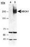 ATP Binding Cassette Subfamily A Member 1 antibody, TA309555, Origene, Western Blot image 