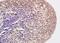 Histone H3 antibody, orb6158, Biorbyt, Immunohistochemistry paraffin image 