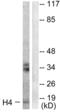 Histone Cluster 4 H4 antibody, LS-B7721, Lifespan Biosciences, Western Blot image 