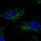 S100 Calcium Binding Protein B antibody, HPA015768, Atlas Antibodies, Immunofluorescence image 