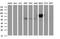 Intercellular Adhesion Molecule 3 antibody, NBP2-46010, Novus Biologicals, Western Blot image 