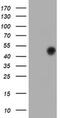 Forkhead Box I1 antibody, MA5-26379, Invitrogen Antibodies, Western Blot image 