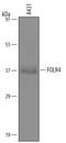 Folate receptor 4 antibody, AF6328, R&D Systems, Western Blot image 