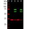 Lamin A/C antibody, M00438-2, Boster Biological Technology, Western Blot image 