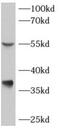 Aldo-Keto Reductase Family 7 Member A3 antibody, FNab00267, FineTest, Western Blot image 