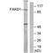 FAST Kinase Domains 1 antibody, PA5-49834, Invitrogen Antibodies, Western Blot image 