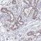 Dysbindin Domain Containing 1 antibody, NBP1-82292, Novus Biologicals, Immunohistochemistry frozen image 