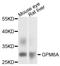Glycoprotein M6A antibody, LS-C747541, Lifespan Biosciences, Western Blot image 