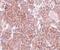 Tetraspanin 9 antibody, PA5-20874, Invitrogen Antibodies, Immunohistochemistry frozen image 