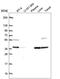 Chromosome 9 Open Reading Frame 64 antibody, HPA066190, Atlas Antibodies, Western Blot image 