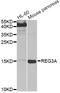 Regenerating Family Member 3 Alpha antibody, LS-C747577, Lifespan Biosciences, Western Blot image 