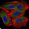 Ubiquitin Conjugating Enzyme E2 I antibody, LS-C814043, Lifespan Biosciences, Immunofluorescence image 