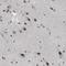 Cerebellar degeneration-related protein 2 antibody, NBP1-84562, Novus Biologicals, Immunohistochemistry frozen image 